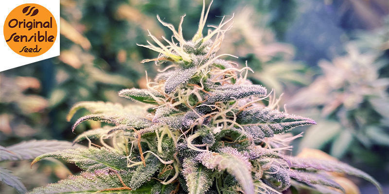 Grandaddy Black (Original Sensible) Grandaddy Black (Original Sensible)