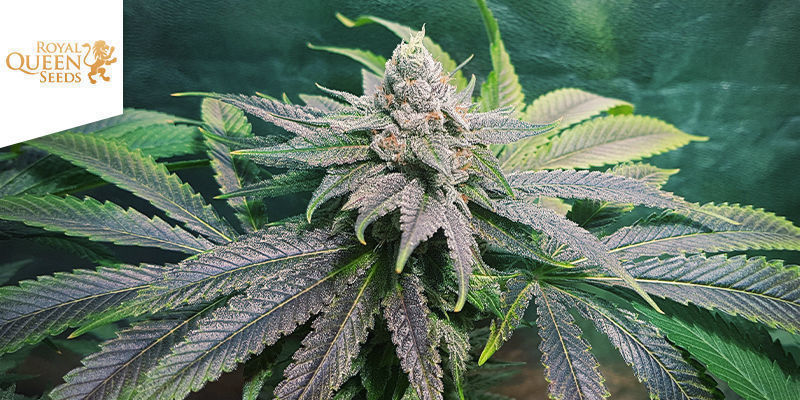 Pineapple Kush (Royal Queen Seeds) Pineapple Kush (Royal Queen Seeds)