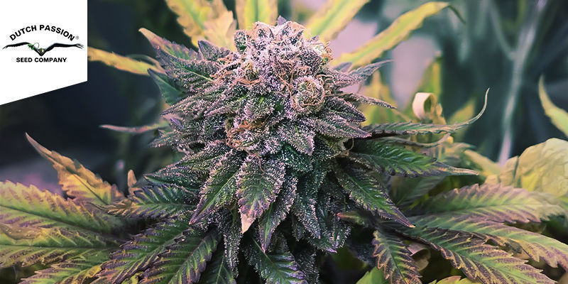 Strawberry Cough (Dutch Passion) Strawberry Cough (Dutch Passion)