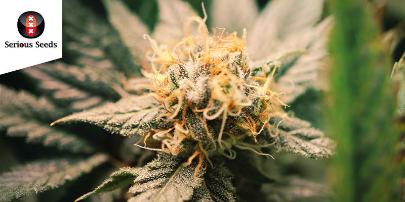 Serious Happiness (Serious Seeds) Serious Happiness (Serious Seeds)