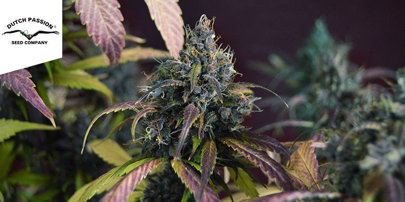 Auto Blackberry Kush (Dutch Passion) Auto Blackberry Kush (Dutch Passion)