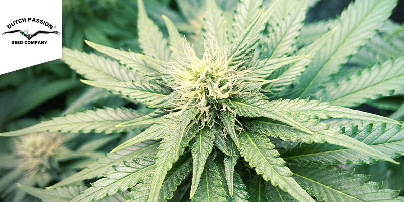 Cream Mandarine - F1 Fast Version (Sweet Seeds) Cream Mandarine - F1 Fast Version (Sweet Seeds)