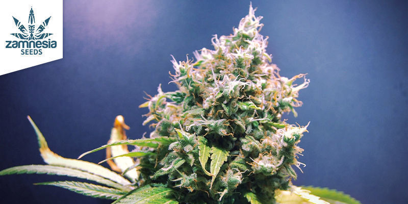 Lemon Power Haze (Zamnesia Seeds) Lemon Power Haze (Zamnesia Seeds)