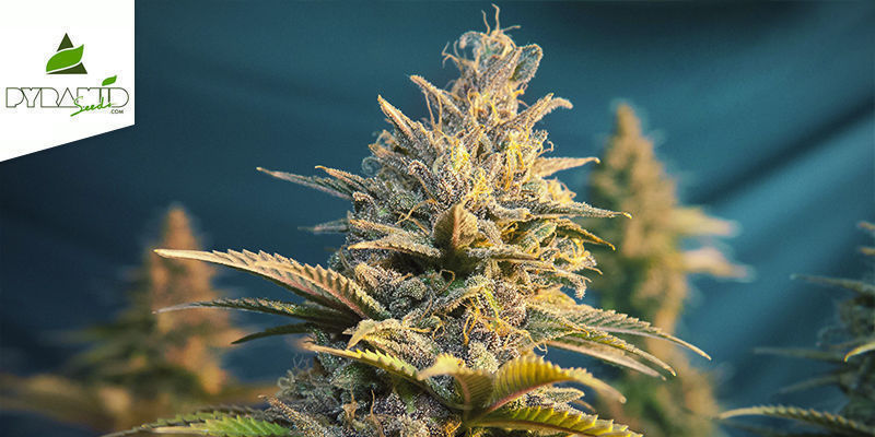 Purple Urkle (Pyramid Seeds) Purple Urkle (Pyramid Seeds)