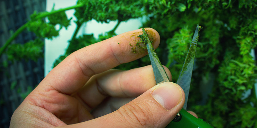 Jak zrobić charas: metoda zmodyfikowana Jak zrobić charas: metoda zmodyfikowana