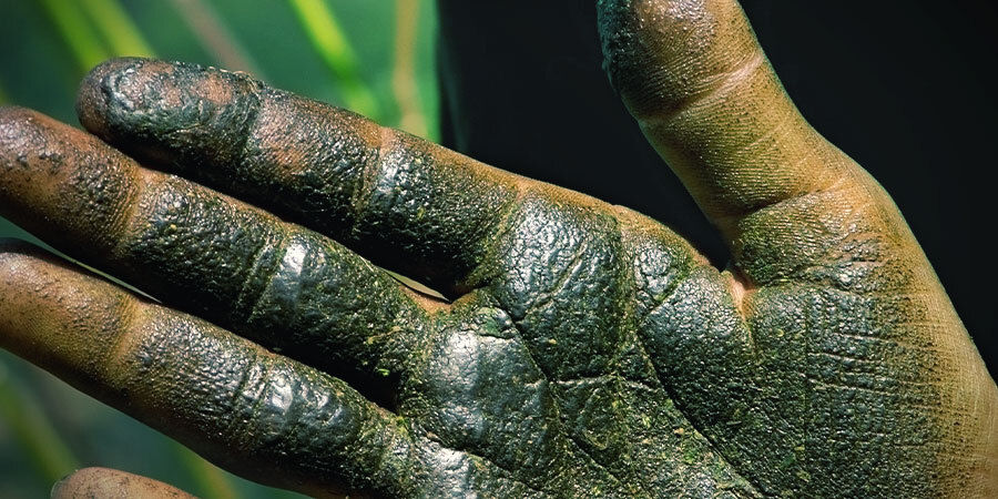 Jak zrobić charas: tradycyjna metoda Jak zrobić charas: tradycyjna metoda