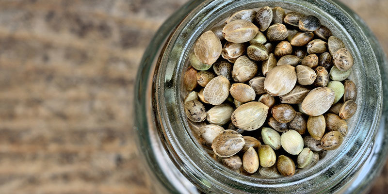 Nasiona marihuany automaty czy feminizowane? Nasiona marihuany automaty czy feminizowane?