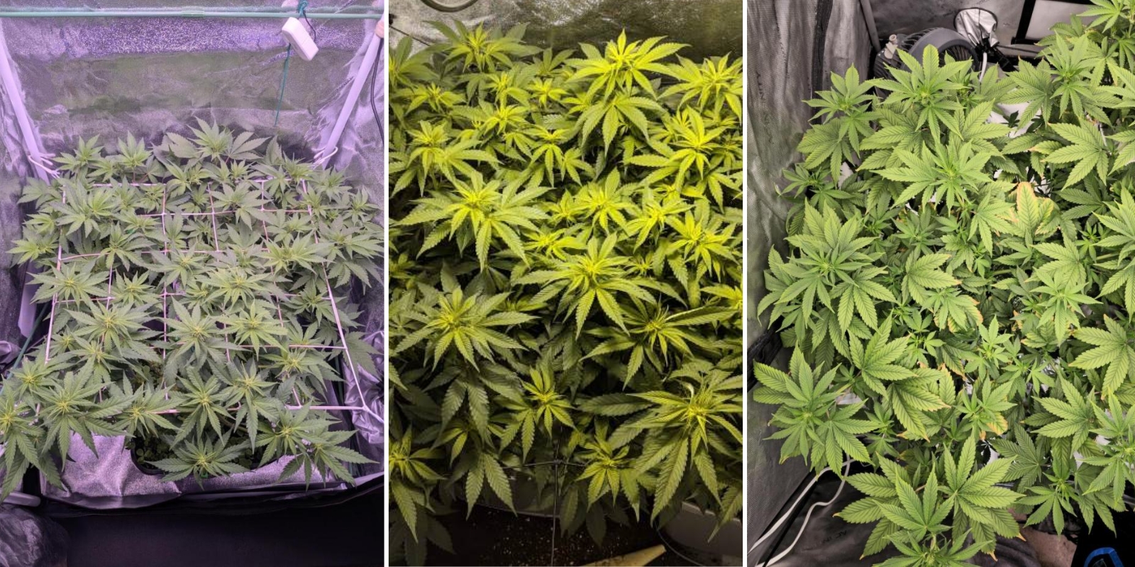 Indica, sativa i hybrydy: czy różnią się trudnością uprawy? Indica, sativa i hybrydy: czy różnią się trudnością uprawy?