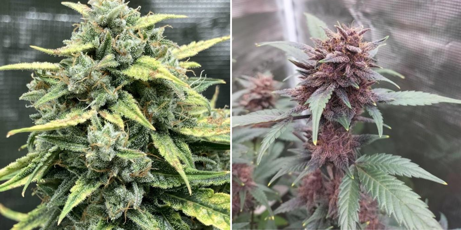 LSD Auto (Barney's Farm) LSD Auto (Barney's Farm)