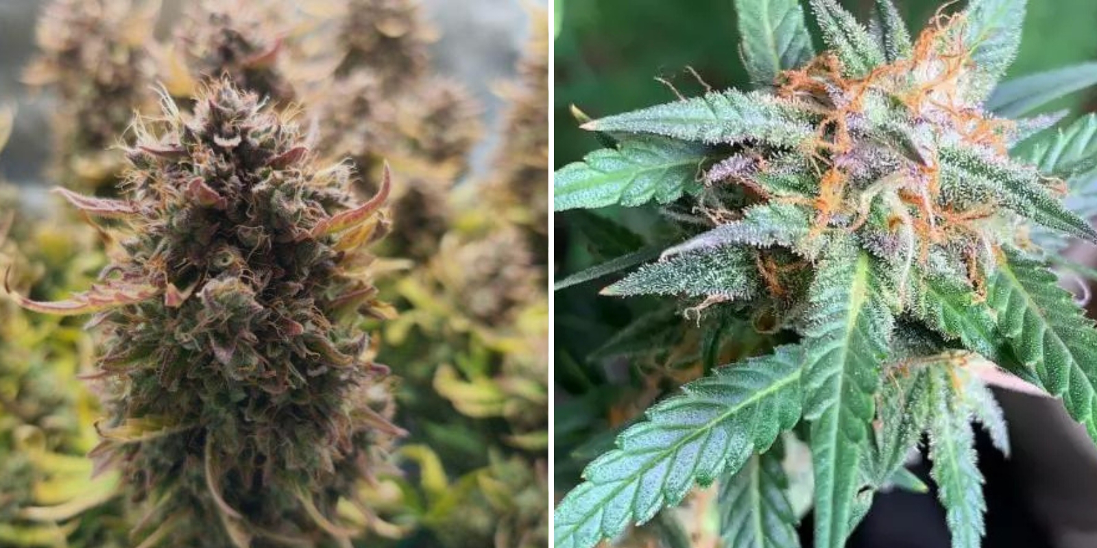 Quick One (Royal Queen Seeds) Quick One (Royal Queen Seeds)