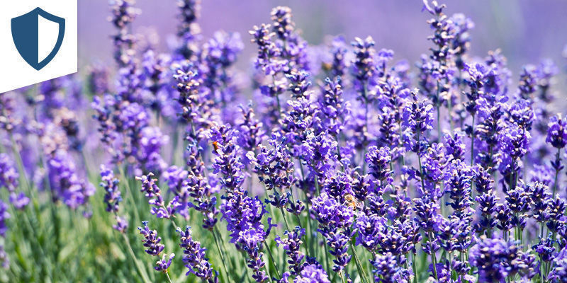 Defender Pack Defender Pack