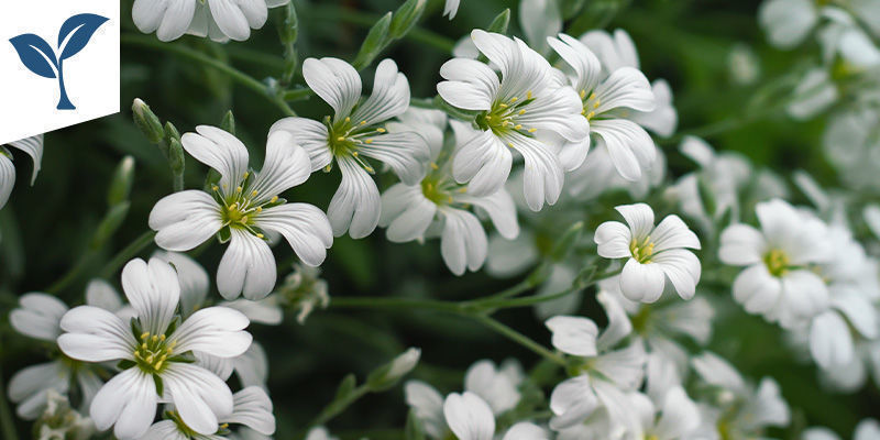 Nutrient Pack Nutrient Pack