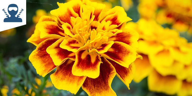 Stealth Pack Stealth Pack