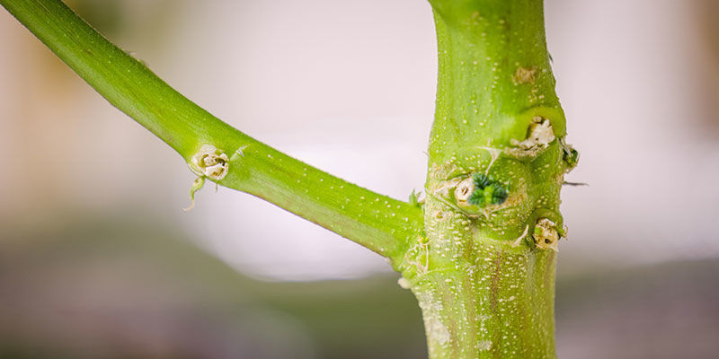 Wykorzystaj łodygi w pełni Wykorzystaj łodygi w pełni