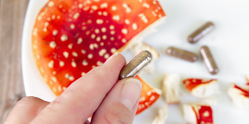 Muchomor czerwony (Amanita muscaria) Muchomor czerwony (Amanita muscaria)