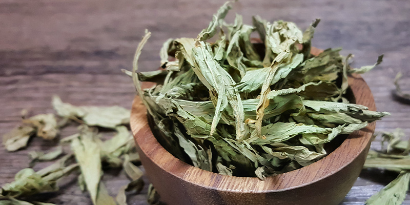 Meksykańskie zioło snu (Calea zacatechichi) Meksykańskie zioło snu (Calea zacatechichi)