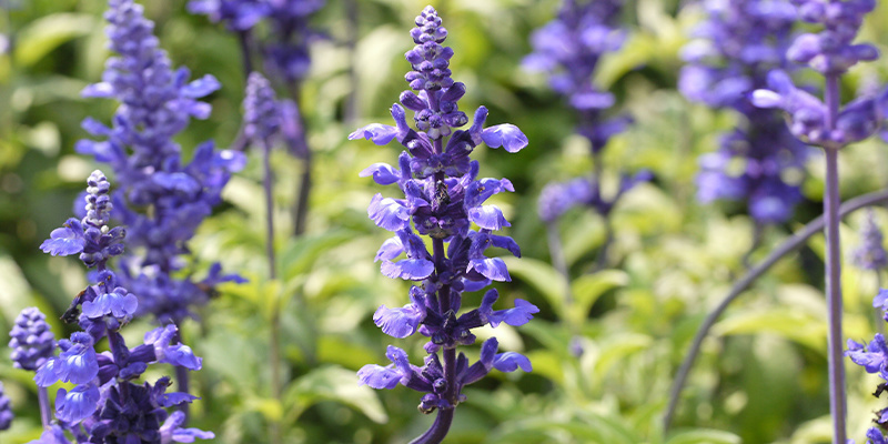 9 (legal) drugs that will induce a psychedelic trip 9 (legal) drugs that will induce a psychedelic trip