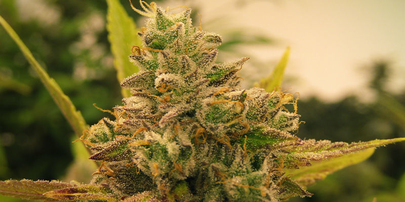 Red Hot Cookies (Sweet Seeds) Red Hot Cookies (Sweet Seeds)