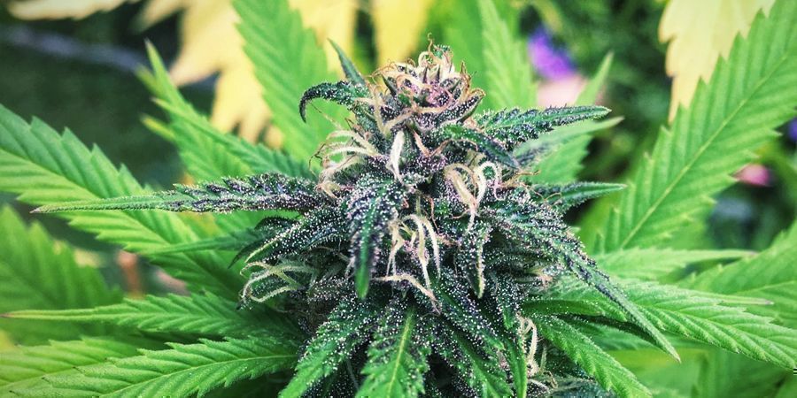 Skywalker Kush (Reserva Privada)