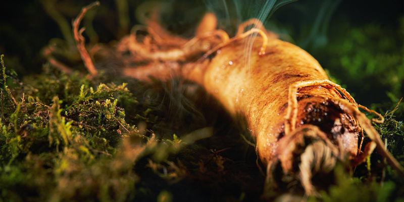 Czerwony żeń-szeń