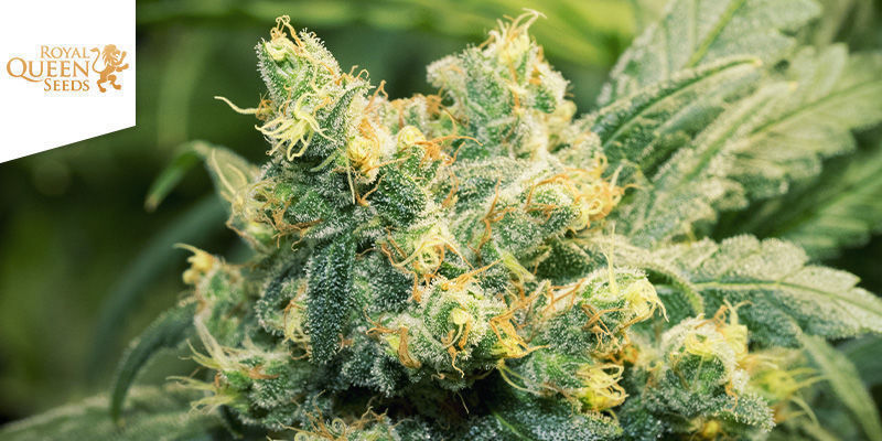 Fat Banana (Royal Queen Seeds) Fat Banana (Royal Queen Seeds)