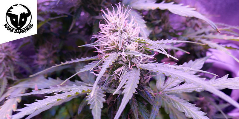 Ghost Train Haze #1 (Rare Dankness) Ghost Train Haze #1 (Rare Dankness)