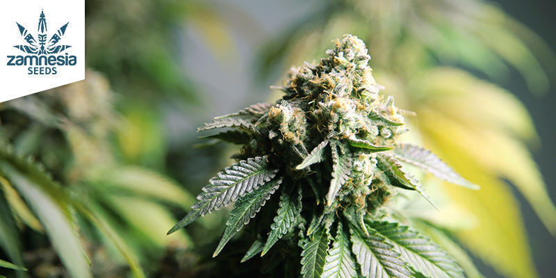 Gorilla Glue (Zamnesia Seeds) Gorilla Glue (Zamnesia Seeds)