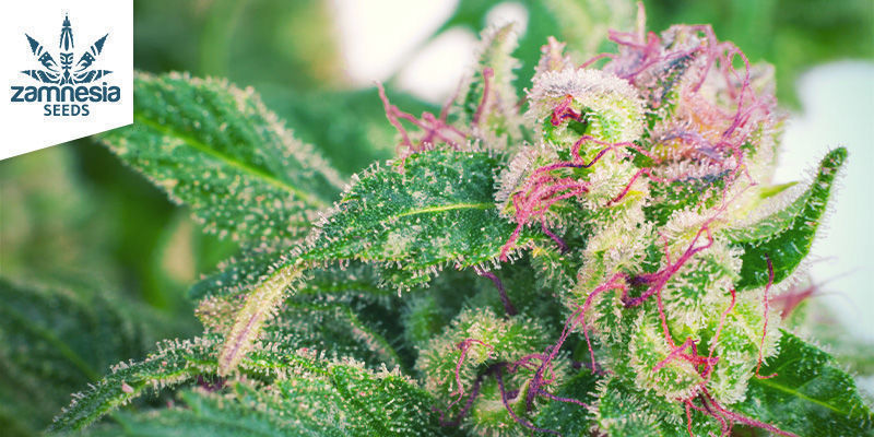 Purple Punch (Zamnesia Seeds) Purple Punch (Zamnesia Seeds)