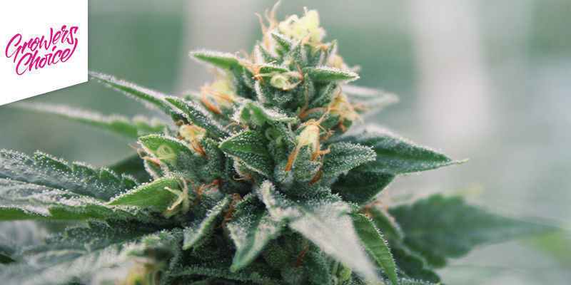 White Fire OG (Growers Choice) White Fire OG (Growers Choice)