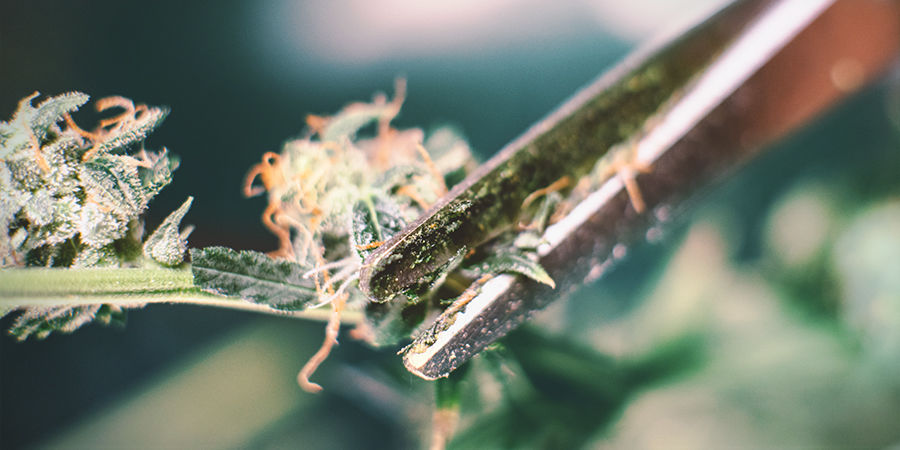 Czy to naprawdę takie złe, gdy nożyczki są lepkie?