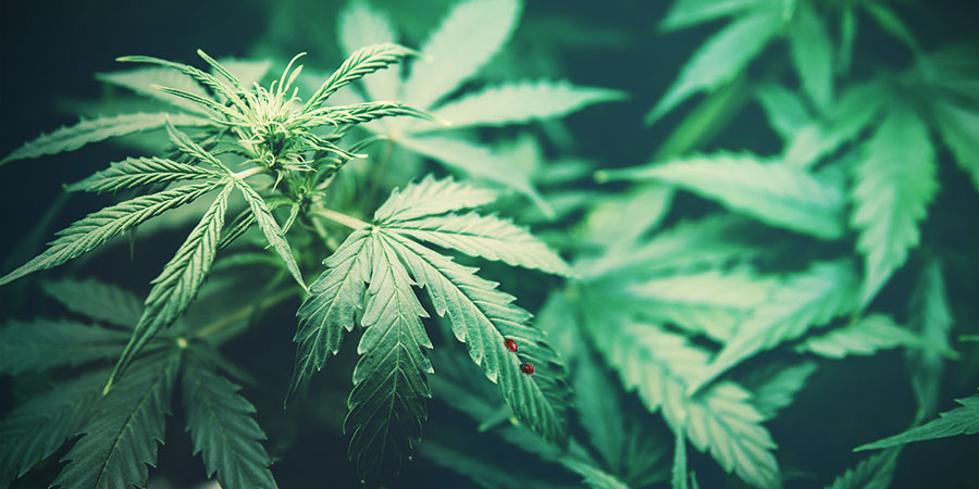 Opowieść o kwiatach i nasionach Opowieść o kwiatach i nasionach