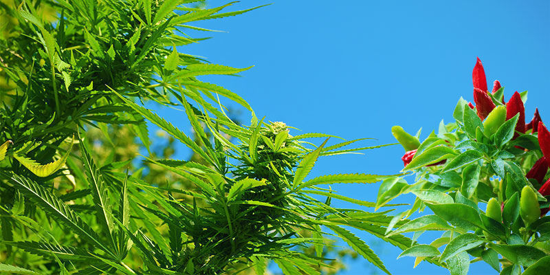 Jakie są korzyści z uprawy ostrych papryk jako roślin towarzyszących? Jakie są korzyści z uprawy ostrych papryk jako roślin towarzyszących?