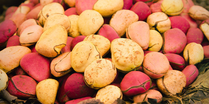 Kola Nut Best Source of Caffeine for Studying: Kola Nut