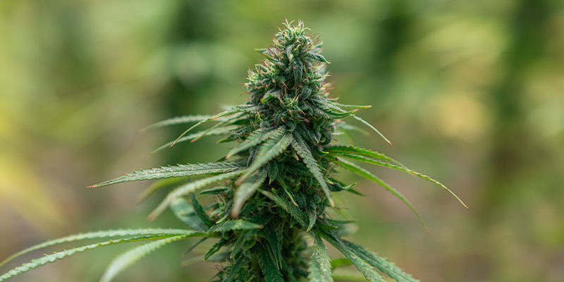 Odmiany konopi znane z intensywnego działania