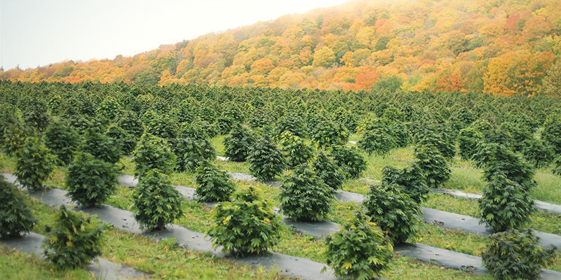 Czynniki środowiskowe Czynniki środowiskowe: zmień kolor topów marihuany