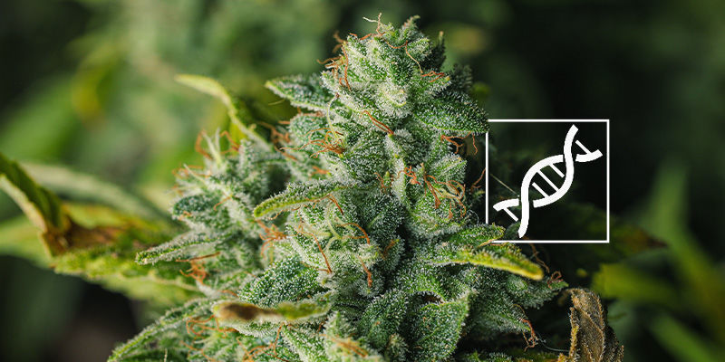 Genetyka Genetyka: jak zmienić kolor topów marihuany