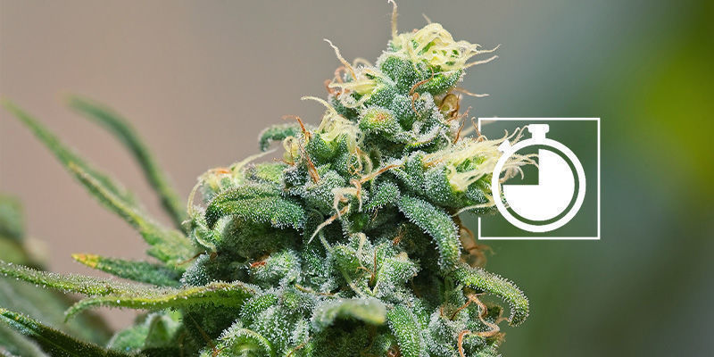 Dojrzewanie Dojrzewanie topów konopi