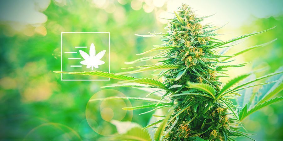 WYBIERZ SZYBKO KWITNĄCĄ ODMIANĘ FOTOPERIODYCZNĄ