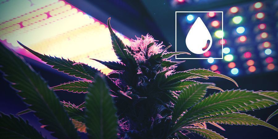 Więcej światła w fazie wegetatywnej