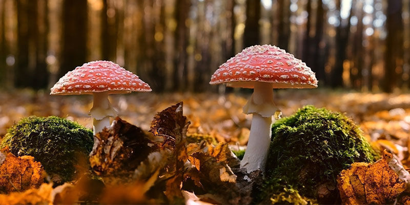 Gdzie rośnie muchomor czerwony (Amanita muscaria)? Gdzie rośnie muchomor czerwony (Amanita muscaria)?