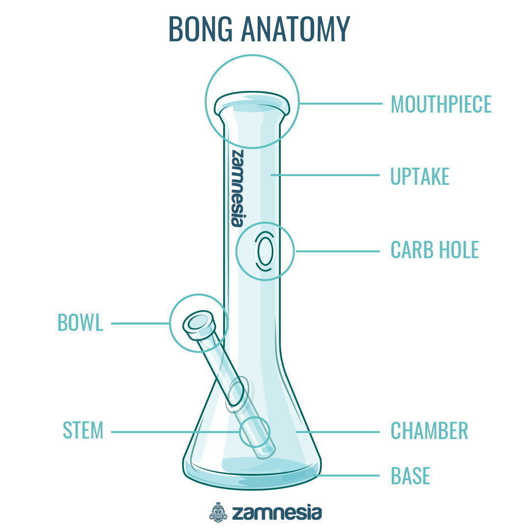 Anatomia bonga