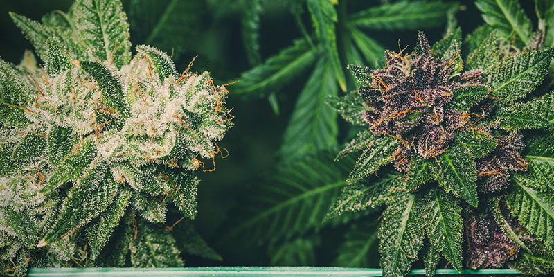 Czy fioletowa marihuana jest mocniejsza niż zielona?