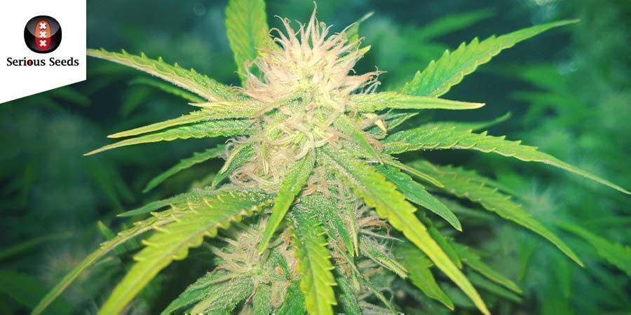 Bubble Gum (Serious Seeds)