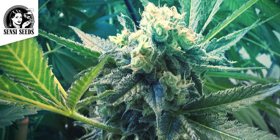 Super Skunk (Sensi Seeds) Super Skunk (Sensi Seeds)