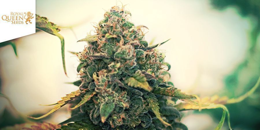 Blue Cheese Automatic (Royal Queen Seeds) Blue Cheese Automatic (Royal Queen Seeds)