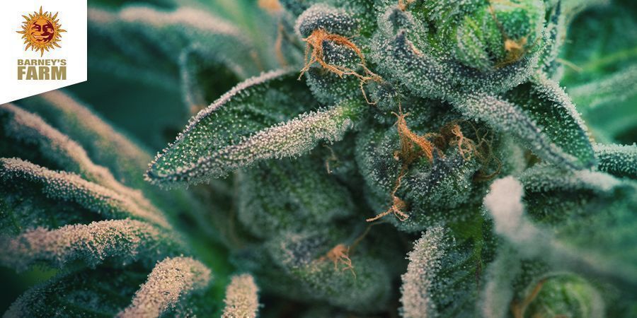 LSD (Barney's Farm) LSD (Barney's Farm)