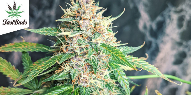 Purple Punch Auto By Fastbuds Purple Punch Auto By Fastbuds