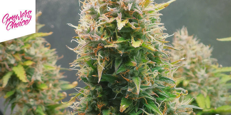 Rainbow Runtz By Growers Choice Rainbow Runtz By Growers Choice