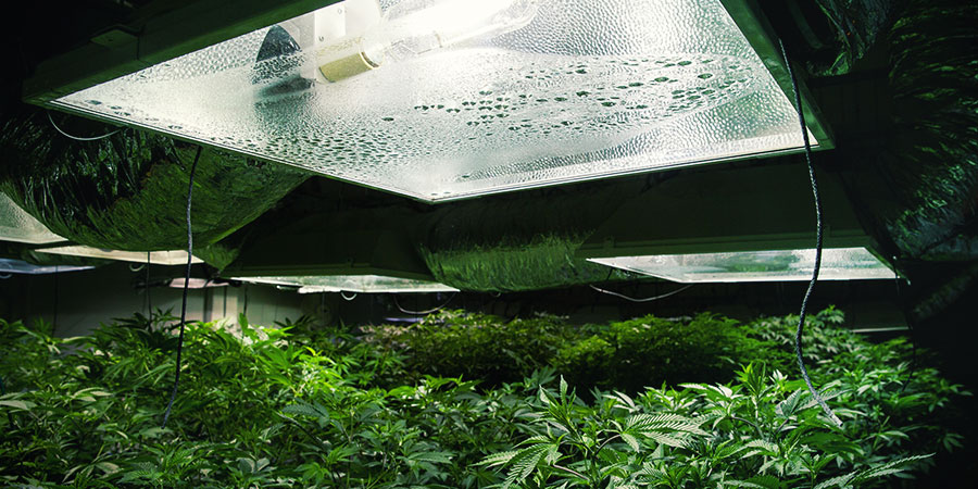 Oświetlenie marihuany