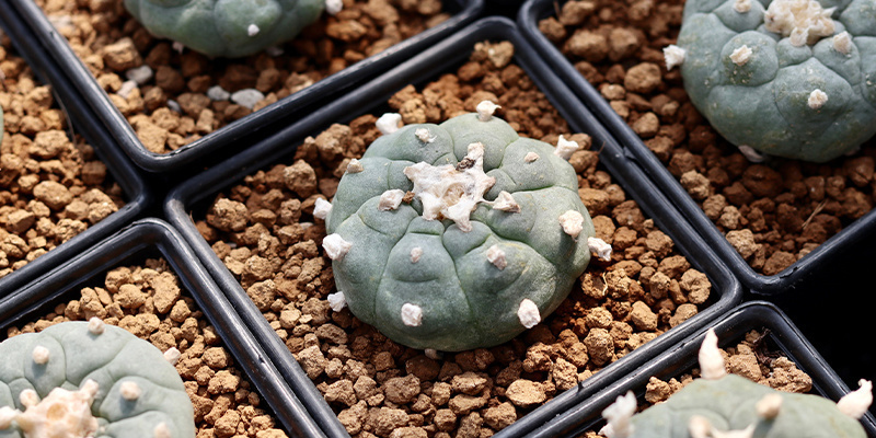 Czy Lophophora decipiens zawiera więcej meskaliny niż williamsii? Czy Lophophora decipiens zawiera więcej meskaliny niż williamsii?